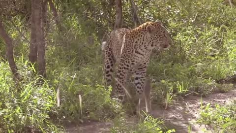 Leopad Versus Monitor Lizard fight