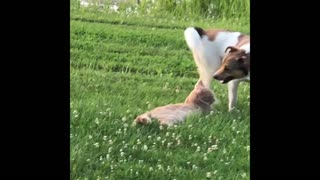 Dog Coughs On Cat