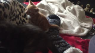 Triple Kitty Playtime