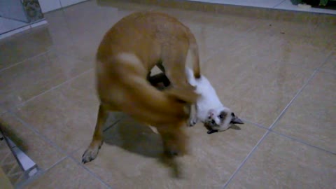 dog andcatplaying