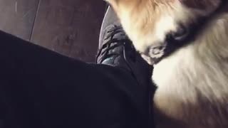 Dog helps owner tie shoes