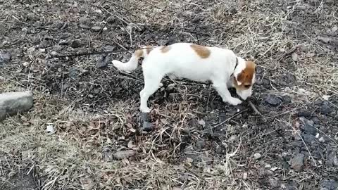 The dog is played with a stick.