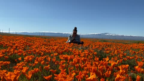 Ocean of California poppies on a beautiful spring day