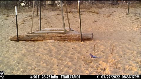 Game Cam 3-27-29-2022