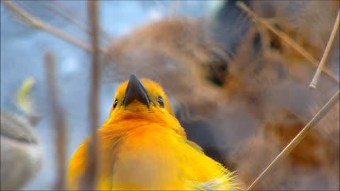 Yellow Taveta Weaver Reactions When Other Bird Came Cross