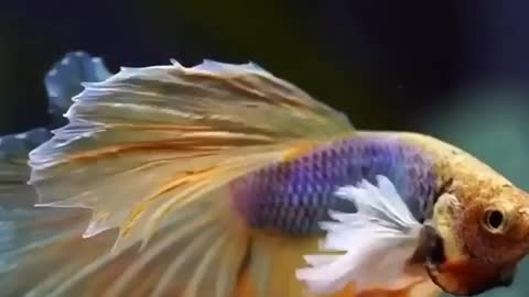 Beautiful betta fish