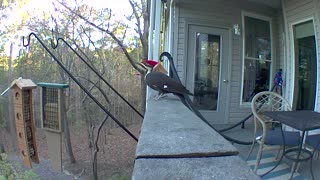 pileated woodpecker on deck