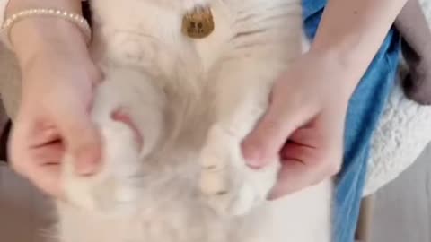 Funny cat Video | Cute Cats