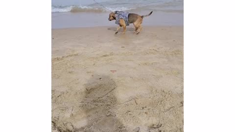 A dog afraid of sea water®®