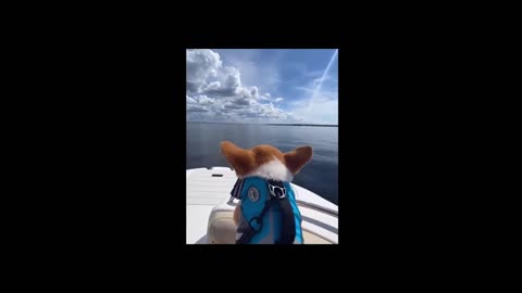 Cute Corgi Enjoying the Sea on Boat