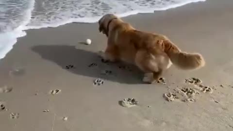Doggy Dilemma: Pup Tries to Catch Ball in Ocean But Fears Getting Wet
