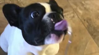 Puppy Loves Peanut Butter