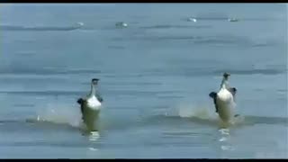 Crazy Couple Ducks Surfing At The Beach