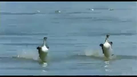 Crazy Couple Ducks Surfing At The Beach