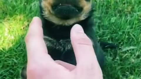 Angry little rottweiler