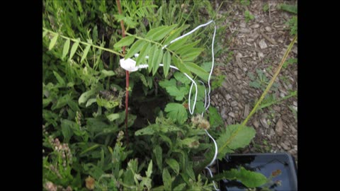 Glycyrrhiza lepidota Wild Licorice July 2022