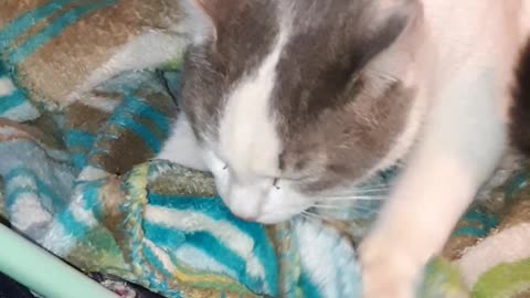 My cat sucks on blankets like it's a pacifier