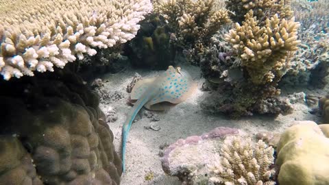 Footage of Baby Stingray is truly Remarkable 😍