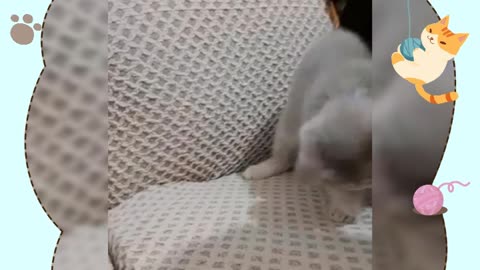 Cute cat plays with its ring