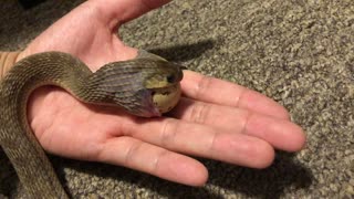 Snake Swallows Quail Egg Whole