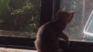 Kitten looks at rain from indoors