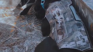 Doggy Gets Caught Sleeping in the Duck Blind