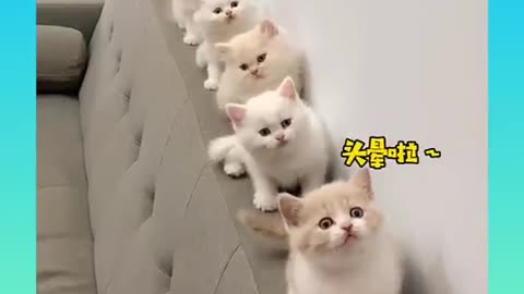 Cute and Funny Cat Videos Compilation _#short