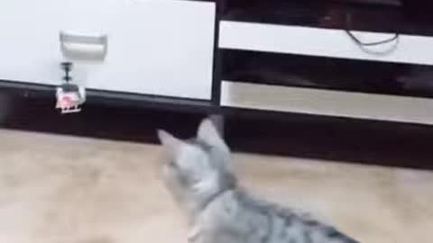 Watch CUTE cat fighting a drone