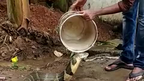 How a man bathes a snake