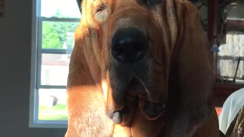 Cutest bloodhound face