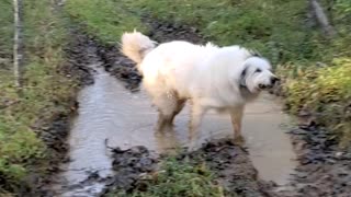 Great Pyrenees