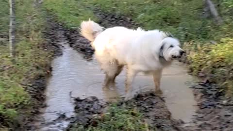 Great Pyrenees