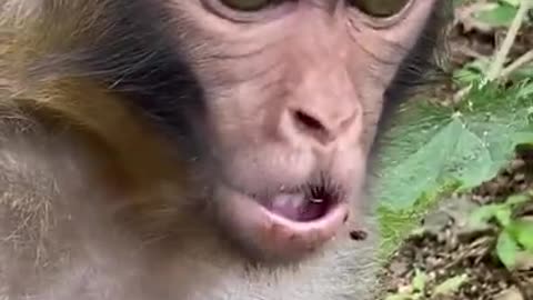 Pity Monkey China & Funny Love monkey