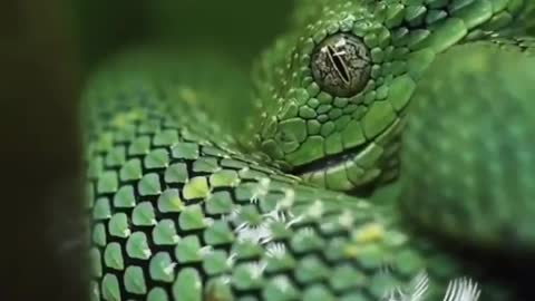 green snake