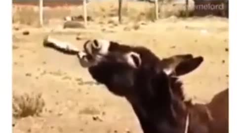 Donkey after drinking wine | Funny video | Funny meme