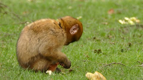 A Brown Monkey Eating Bread