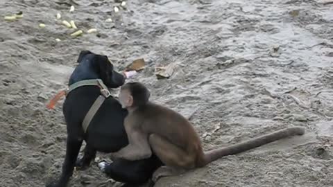 Capuchin monkeys and puppy playing