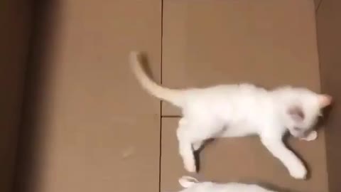 Turning a box in fighting ring for two white kittys