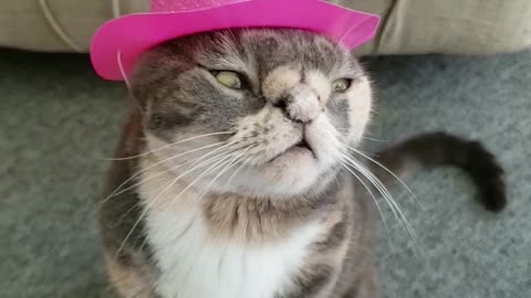 Trendy Cat Shows Off New Cowboy Hat