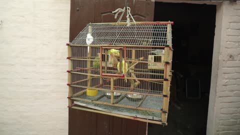 Lovebirds Inside A Hanging Cage