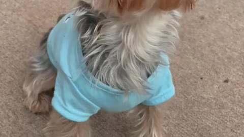 Yorkie has cute argument with camera