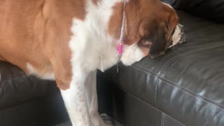 Saint Bernard Sleeping Silly