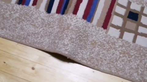 The cat is hiding under the carpet