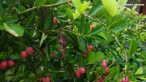 This is how this elephant butterfly cocoon eats and moves places 1