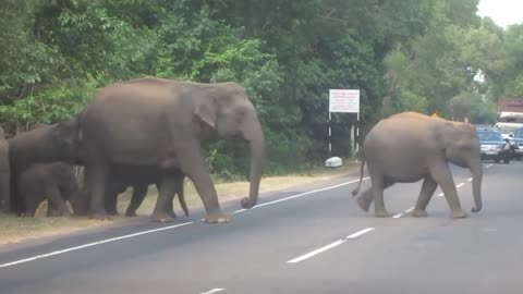 A herd of elephants crossing the road