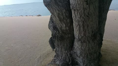 Iguana in Key Largo