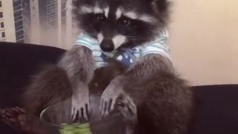 This raccoon loves his grapes!