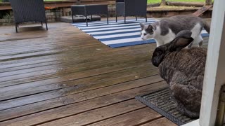 Cat and a slice of bread. Luckily the cats don't mind ero