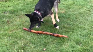 Fiona with one of her many sticks