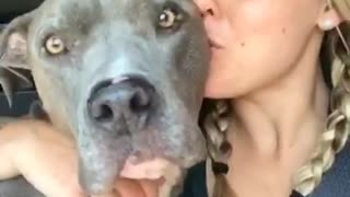 Pitbull loves kisses in the car